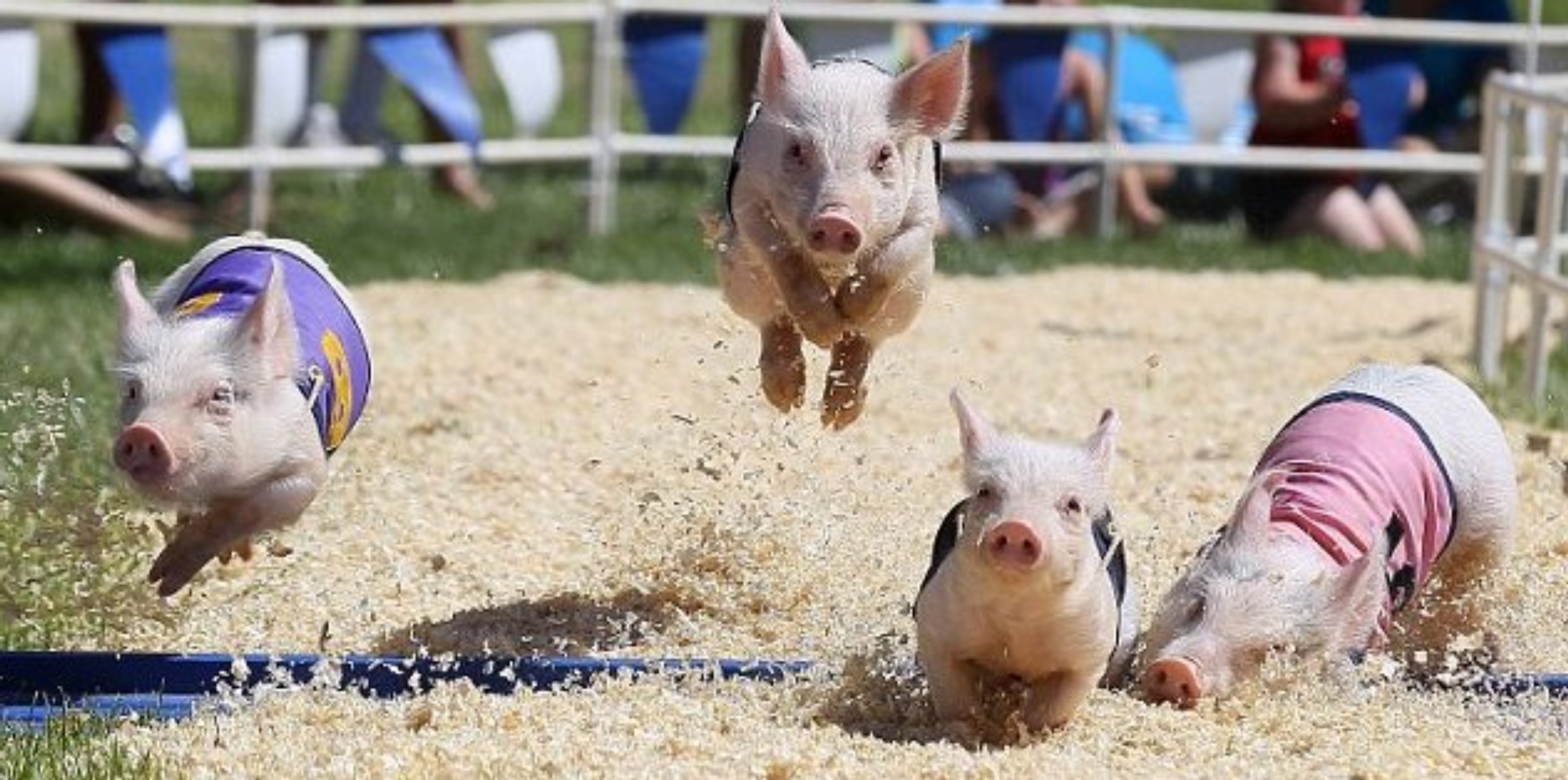 Lord's Taverners Pig Racing at Boringdon Park Golf Club