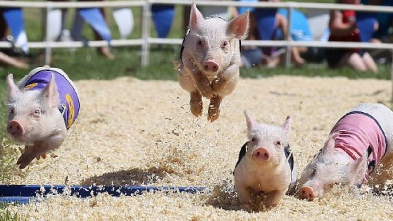 Lord's Taverners - Pig Racing at Boringdon Park Golf Club