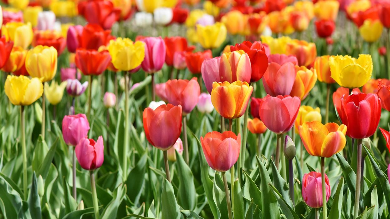 tulips-3359902.jpg